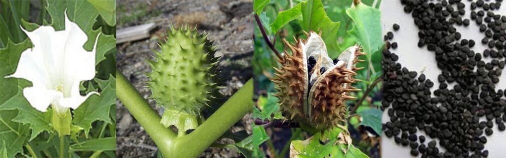 Datura seemned veenilaiendite raviks kodus